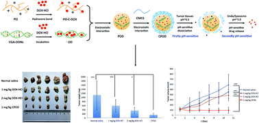 Graphical abstract: Two-stage pH-sensitive doxorubicin hydrochloride loaded core–shell nanoparticles with dual drug-loading strategies for the potential anti-tumor treatment