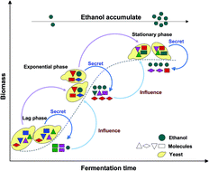 Graphical abstract: Intracellular metabolic changes in Saccharomyces cerevisiae and promotion of ethanol tolerance during the bioethanol fermentation process