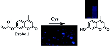 Graphical abstract: Rapid and selective detection of cysteine over homocysteine and glutathione by a simple and effective coumarin-based fluorescent probe