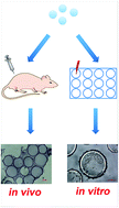Graphical abstract: An improved model for exploring the effect of physicochemical properties of alginate-based microcapsules on their fibrosis formation in vivo