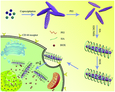 Graphical abstract: Polyethyleneimine-stabilized hydroxyapatite nanoparticles modified with hyaluronic acid for targeted drug delivery