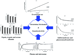 Graphical abstract: The enantioselective metabolic mechanism of quizalofop-ethyl and quizalofop-acid enantiomers in animal: protein binding, intestinal absorption, and in vitro metabolism in plasma and the microsome