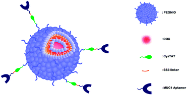 Graphical abstract: Aptamer mediated niosomal drug delivery