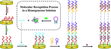 Graphical abstract: Triple-helix molecular switch-induced hybridization chain reaction amplification for developing a universal and sensitive electrochemical aptasensor