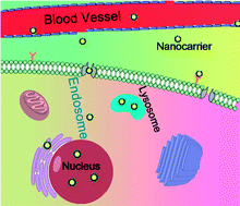 Graphical abstract: Peptide-conjugated PEGylated PAMAM as a highly affinitive nanocarrier towards HER2-overexpressing cancer cells