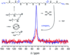 Graphical abstract: Synthesis and NMR analysis of 13C and 15N-labeled long-chain polyamines (LCPAs)