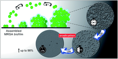 Graphical abstract: Linezolid as an eradication agent against assembled methicillin-resistant Staphylococcus aureus biofilms