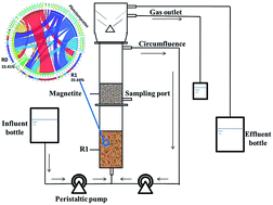 Graphical abstract: The effect of magnetite on the start-up and N2O emission reduction of the anammox process