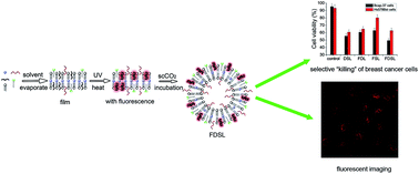 Graphical abstract: A novel combined method of thin-film evaporation and a supercritical carbon dioxide technique to prepare a fluorescent siRNA-liposome