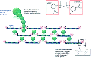 Graphical abstract: Soluble silicon patterns and templates: calcium phosphate nanocrystal deposition in collagen type 1