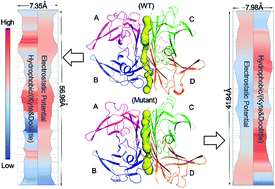 Graphical abstract: Models for the binding channel of wild type and mutant transthyretin with glabridin