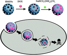 Graphical abstract: Constructing H+-triggered bubble generating nano-drug delivery systems using bicarbonate and carbonate