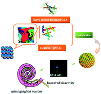Graphical abstract: Sustained release of nerve growth factor from highly homogenous cubosomes stabilized by β-casein with enhanced bioactivity and bioavailability