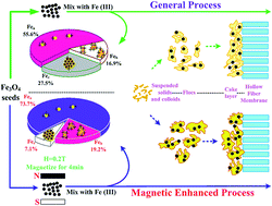 Graphical abstract: Effects of magnetization on Fe(iii) species in magnetically enhanced coagulation ultrafiltration processes