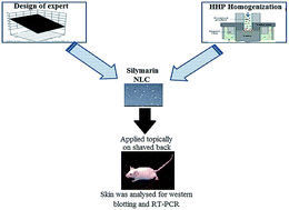 Graphical abstract: Design of topical nanostructured lipid carrier of silymarin and its effect on 7,12-dimethylbenz[a]anthracene (DMBA) induced cellular differentiation in mouse skin