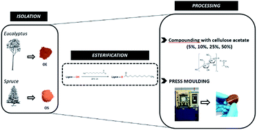 Graphical abstract: Lignin-ester derivatives as novel thermoplastic materials