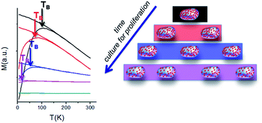 Graphical abstract: Magnetism in living magnetically-induced bacteria