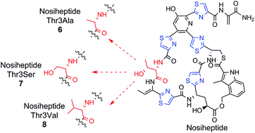 Graphical abstract: Mutagenesis of precursor peptide for the generation of nosiheptide analogues