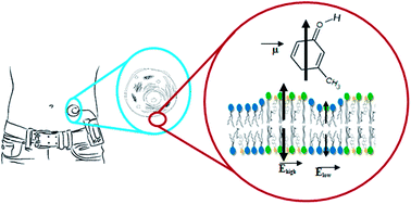 Graphical abstract: m-Cresol affects the lipid bilayer in membrane models and living neurons