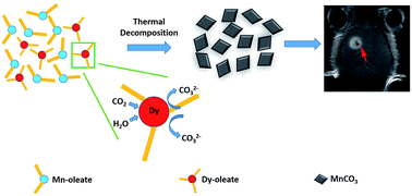 Graphical abstract: Formation mechanism of dysprosium-doped manganese carbonate nanoparticles by thermal decomposition