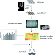 Graphical abstract: A novel rhodamine-based fluorescent pH probe for high-throughput screening of high-yield polymalic acid strains from random mutant libraries