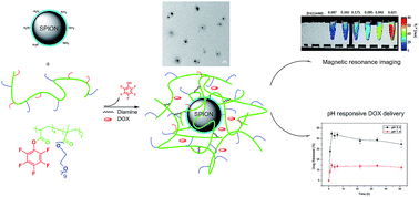 Graphical abstract: Polymer-grafted superparamagnetic iron oxide nanoparticles as a potential stable system for magnetic resonance imaging and doxorubicin delivery