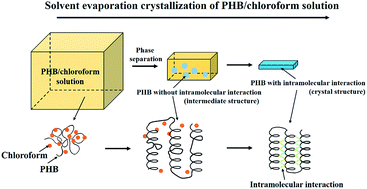 Graphical abstract: Higher-order structure formation of a poly(3-hydroxybutyrate) film during solvent evaporation