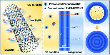 Graphical abstract: High strength chitosan rod reinforced by non-covalent functionalized multiwalled carbon nanotubes via an in situ precipitation method