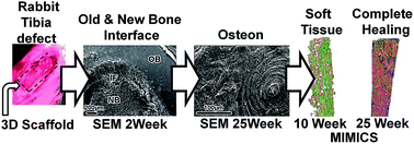 Graphical abstract: 3D scaffold induces efficient bone repair: in vivo studies of ultra-structural architecture at the interface