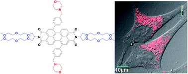 Graphical abstract: Cell membrane permeable fluorescent perylene bisimide derivatives for cell lysosome imaging