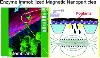 Graphical abstract: Pectinases immobilization on magnetic nanoparticles and their anti-fouling performance in a biocatalytic membrane reactor