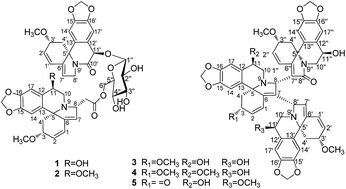 Graphical abstract: New dimeric and trimeric Erythrina alkaloids from Erythrina variegata