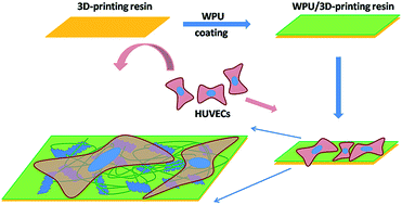Graphical abstract: Improvement of cytocompatibility of 3D-printing resins for endothelial cell adhesion