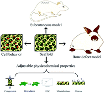 Graphical abstract: Physicochemical properties and biocompatibility of PZL/PLGA/bioglass composite scaffolds for bone tissue engineering