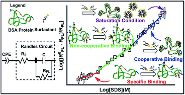 Graphical abstract: Electrical impedance monitoring of protein unfolding