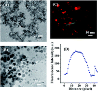 Graphical abstract: Transferrin-conjugated drug/dye-co-encapsulated magnetic nanocarriers for active-targeting fluorescent/magnetic resonance imaging and anti-tumor effects in human brain tumor cells