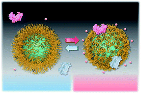 Graphical abstract: Thermoresponsive anionic block copolymer brushes with a strongly anionic bottom segment for effective interactions with biomolecules