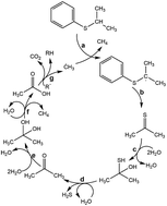 Graphical abstract: New insights into isopropylthiobenzene decomposition in supercritical water