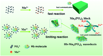 Graphical abstract: In situ synthesis and analytical investigation of porous Hb–Mn3(PO4)2 hybrid nanosheets and their biosensor applications
