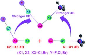 Graphical abstract: Cooperative halogen bonds in V-shaped H3N·X1X2·X3Y (X1, X2, X3 = Cl and Br; Y = F, Cl and Br) complexes