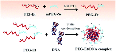 Graphical abstract: Screening PEGylated polyethylenimine derivatives for safe and efficient delivery of gene materials