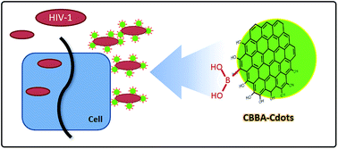 Graphical abstract: Design of boronic acid-attributed carbon dots on inhibits HIV-1 entry