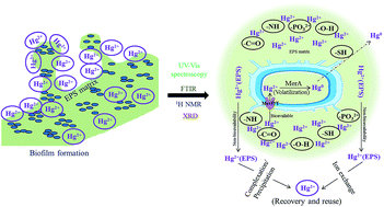 Graphical abstract: Interaction between mercuric chloride and extracellular polymers of biofilm-forming mercury resistant marine bacterium Bacillus thuringiensis PW-05