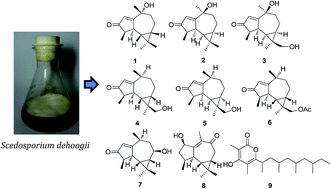 Graphical abstract: Discovery of aromadendrane anologues from the marine-derived fungus Scedosporium dehoogii F41-4 by NMR-guided isolation