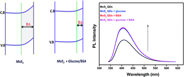 Graphical abstract: Optical and surface band bending mediated fluorescence sensing properties of MoS2 quantum dots