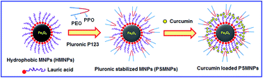 Graphical abstract: Pluronic stabilized Fe3O4 magnetic nanoparticles for intracellular delivery of curcumin