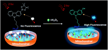 Graphical abstract: Carbazole-based two-photon fluorescent probe for selective imaging of mitochondrial hydrogen peroxide in living cells and tissues