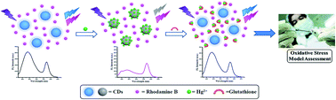 Graphical abstract: Carbon dots-based ratiometric nanosensor for highly sensitive and selective detection of mercury(ii) ions and glutathione