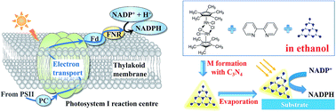 Graphical abstract: Microfluidic chip-based one-step fabrication of an artificial photosystem I for photocatalytic cofactor regeneration