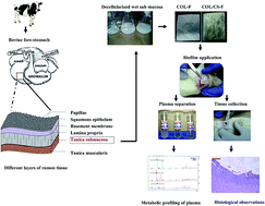 Graphical abstract: Rumen tissue derived decellularized submucosa collagen or its chitosan-treated film as a cutaneous wound healant and 1H NMR-metabolite profiling of plasma